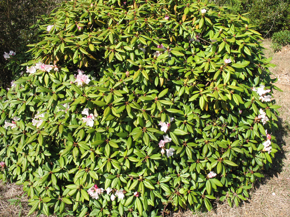 Online Plant Guide Rhododendron minus / Piedmont Rhododendron